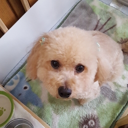 トイプードル♡ラブ