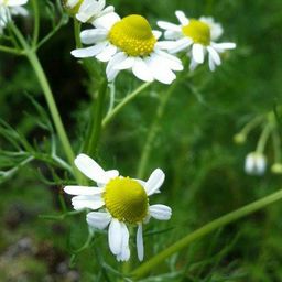 ティーガーデン