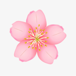 さくら