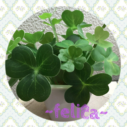feliĉa(フェリーチャ)