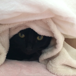 haru
