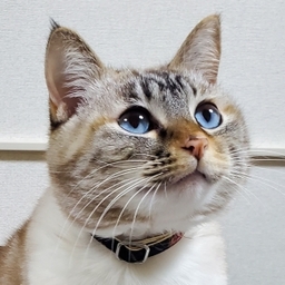 しるこ