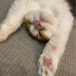ZEN
