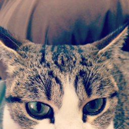 chibineko