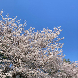 sky-blossoms