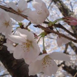 着物リメイク桜香　sakuraka