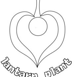 lanternplant