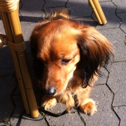 *ShuSch*
