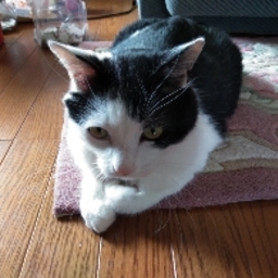 tomuneko15