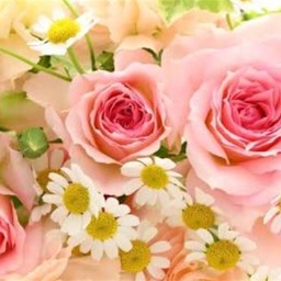 Bell Rose