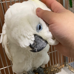 凛@いんこ時々オウム