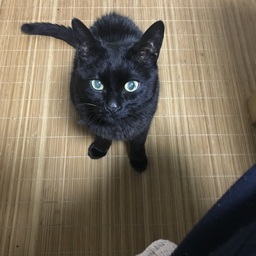 クマさん