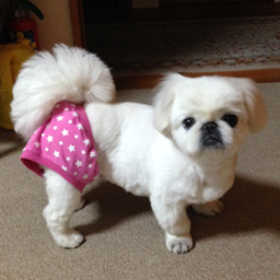 ＊lovemomo＊