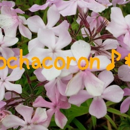 ochacoron♪＊