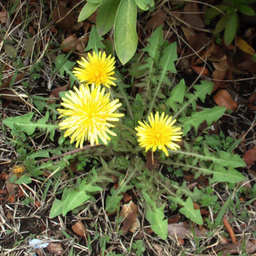 dandelion
