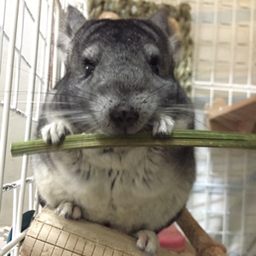あやか