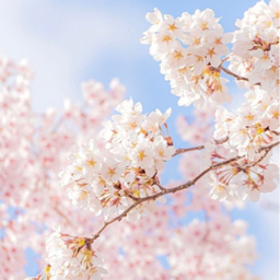 SAKURA
