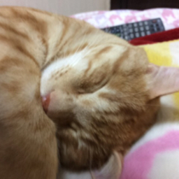 マイペース　にゃん工房