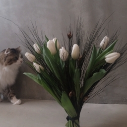 lilli
