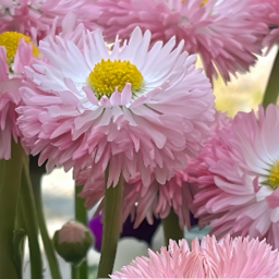 daisy-m