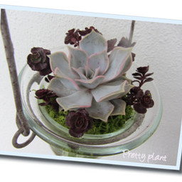 Pretty plant