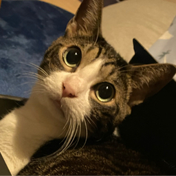 猫好き♥️ちー坊
