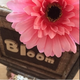 Bloom