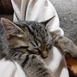 mumu