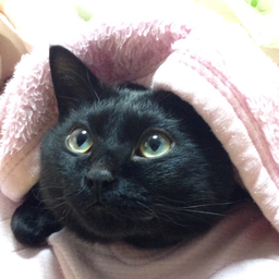 kuronekokum2