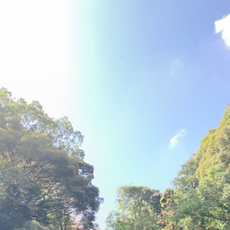 紫陽花咲く