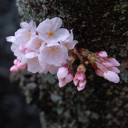 冷月花魂