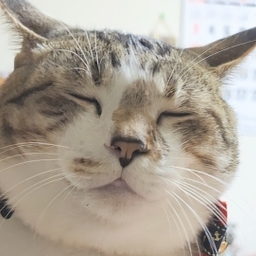 お米の子