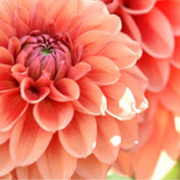 dahlia-one