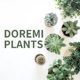 Doremi Plants