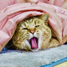 猫ッチョファミリー