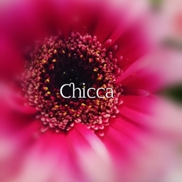Chicca  『ｷｯｶ』