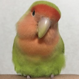 Chikomom