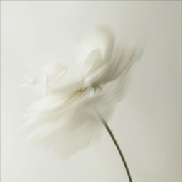 lys blanc