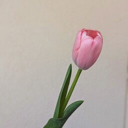 Tulip-ya