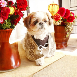 LOVE Shihtzu