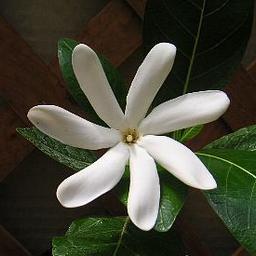 aikaneribbon