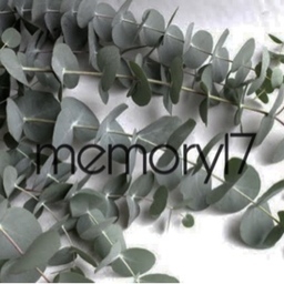 memory17