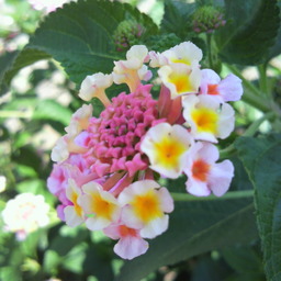 tefunene
