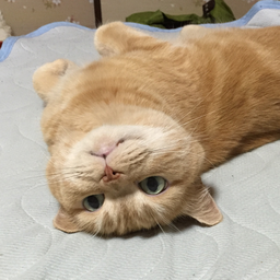 ゆずたま