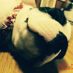 glico0528