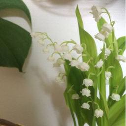 la pureté  ラ ピュルテ