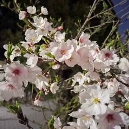 moromotsu