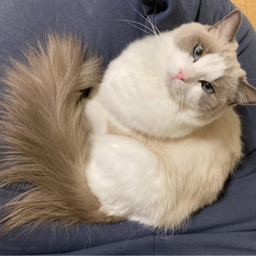 ロロのしっぽ