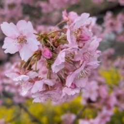 kiyopinokobo