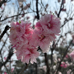 hanhan